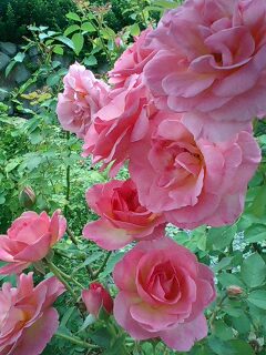 rosegarden1.jpg